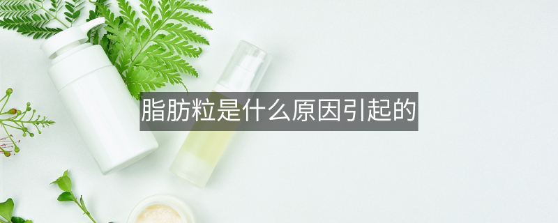 脂肪粒是什么原因引起的 脂肪粒是什么原因引起的