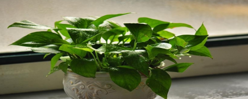 去甲醛摆什么植物比较好呢? 去甲醛摆什么植物比较好呢?