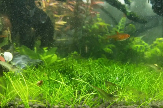 水草种子直接放水里会发芽吗? 水草种子直接放水里会发芽吗?