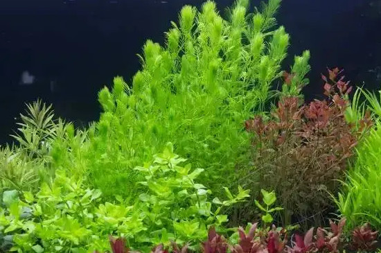 水草种子直接放水里会发芽吗? 水草种子直接放水里会发芽吗?
