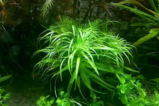 水草种子直接放水里会发芽吗? 水草种子直接放水里会发芽吗?