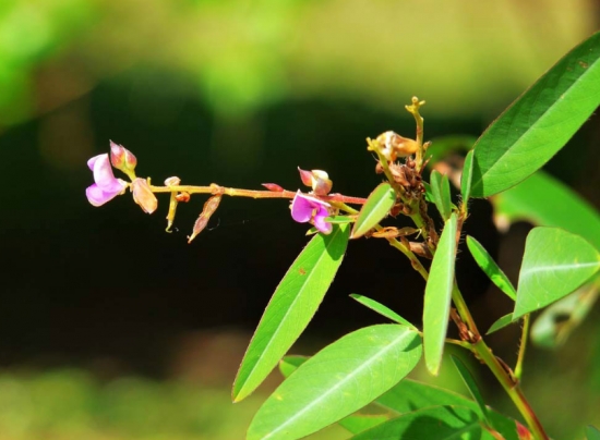 会“跳舞”的植物——跳舞草 会“跳舞”的植物——跳舞草