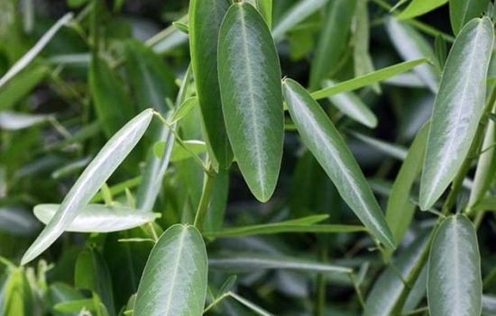 会“跳舞”的植物——跳舞草 会“跳舞”的植物——跳舞草