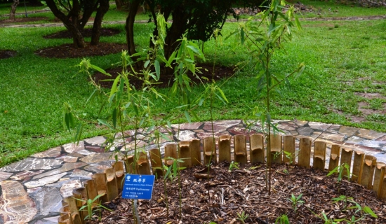 会“跳舞”的植物——跳舞草 会“跳舞”的植物——跳舞草