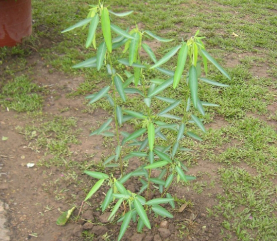 会“跳舞”的植物——跳舞草 会“跳舞”的植物——跳舞草