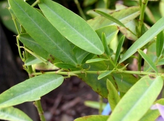 会“跳舞”的植物——跳舞草 会“跳舞”的植物——跳舞草