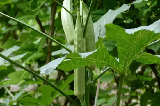 种植秋葵的方法与管理 种植秋葵的方法与管理