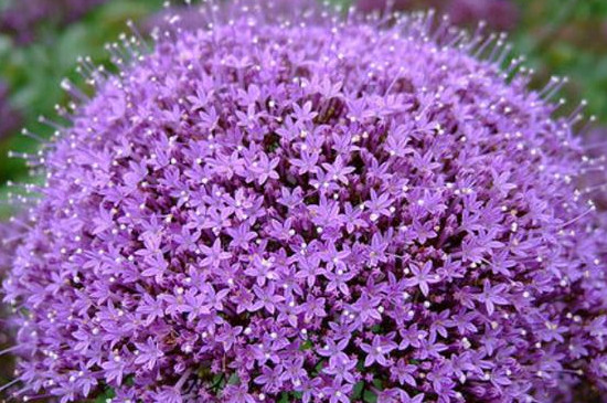 夕雾花的花语 夕雾花的花语