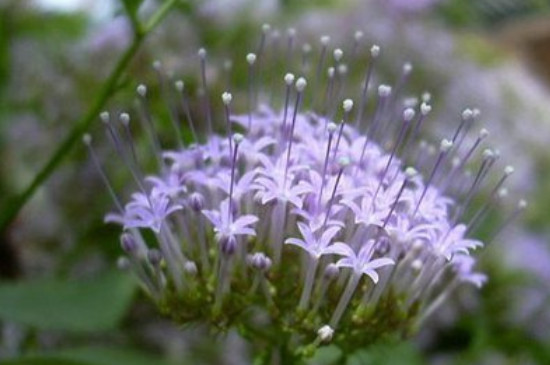 夕雾花的花语 夕雾花的花语
