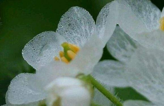 山荷叶花为什么会变透明?花瓣充满水分,光线由反射变为折射变成透明 山荷叶花为什么会变透明?花瓣充满水分,光线由反射变为折射变成透明