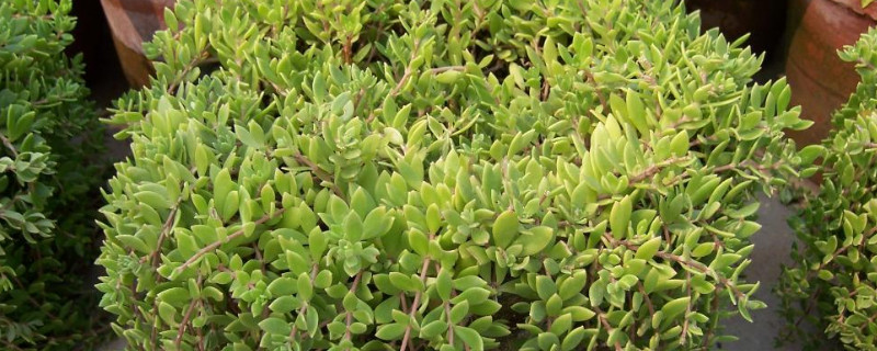 长在石头缝里的植物 长在石头缝里的植物