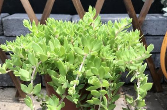 长在石头缝里的植物 长在石头缝里的植物
