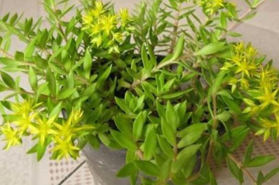 长在石头缝里的植物 长在石头缝里的植物