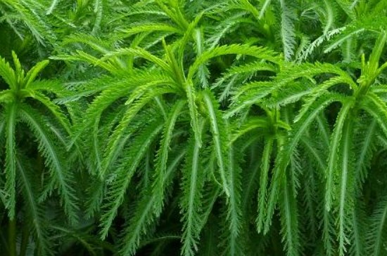 一根蜈蚣草怎么繁殖多根 一根蜈蚣草怎么繁殖多根