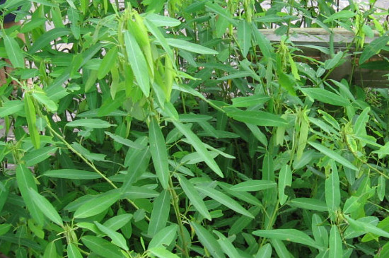 跳舞草是植物吗 跳舞草是植物吗