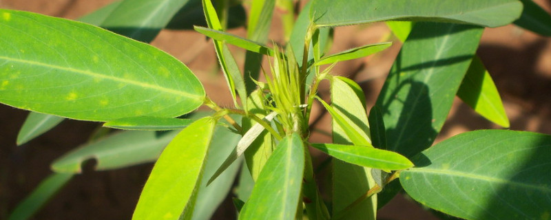 跳舞草是植物吗 跳舞草是植物吗