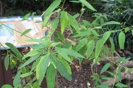 跳舞草有什么作用,可供观赏美化环境 跳舞草有什么作用,可供观赏美化环境