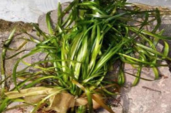 皱面苦草的药用价值 皱面苦草的药用价值