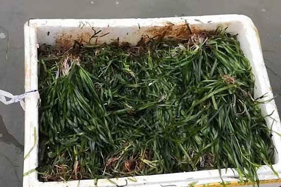 皱面苦草的药用价值 皱面苦草的药用价值