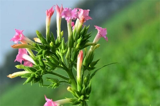 花烟草的常见品种,盘点常见的六大不同品种 花烟草的常见品种,盘点常见的六大不同品种