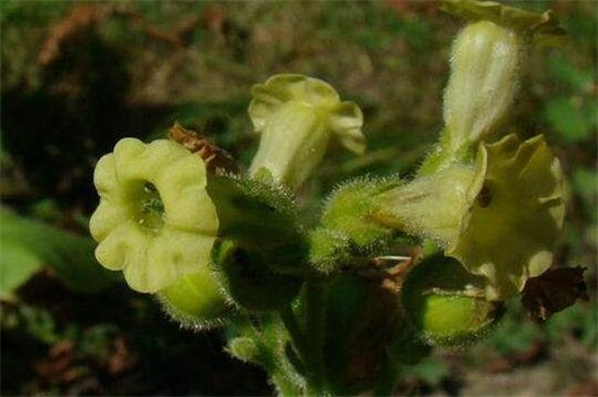 花烟草的常见品种,盘点常见的六大不同品种 花烟草的常见品种,盘点常见的六大不同品种