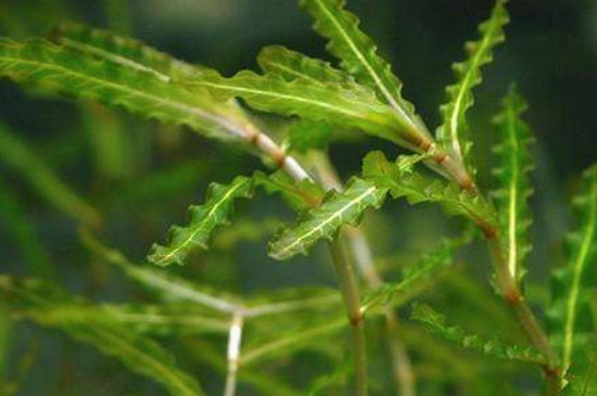 苦草是多年生植物吗 苦草是多年生植物吗