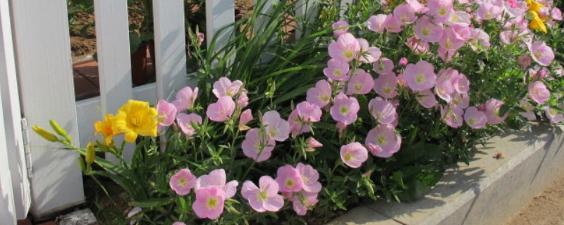 月见草的花语 月见草的花语