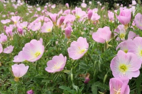月见草的花语 月见草的花语