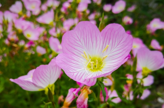 月见草的花语 月见草的花语