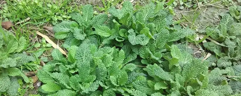 荔枝草和癞蛤蟆草是一种吗 荔枝草和癞蛤蟆草是一种吗