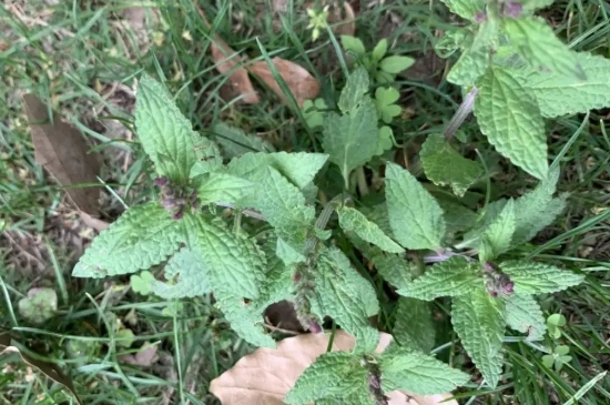 荔枝草和癞蛤蟆草是一种吗 荔枝草和癞蛤蟆草是一种吗