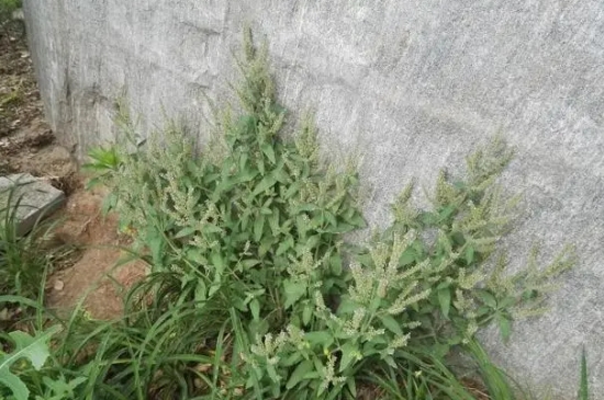荔枝草和癞蛤蟆草是一种吗 荔枝草和癞蛤蟆草是一种吗
