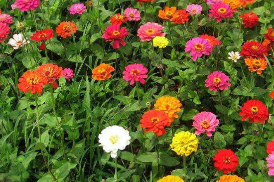 百日菊种植时间和方法 百日菊种植时间和方法