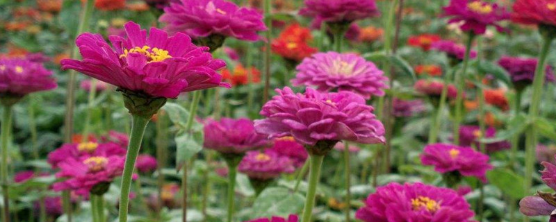 百日菊种植时间和方法 百日菊种植时间和方法