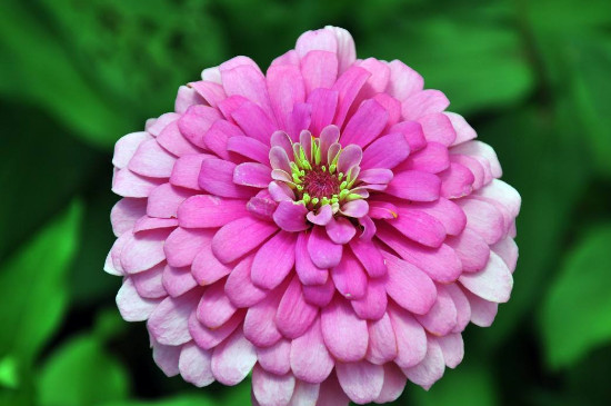百日菊种植时间和方法 百日菊种植时间和方法