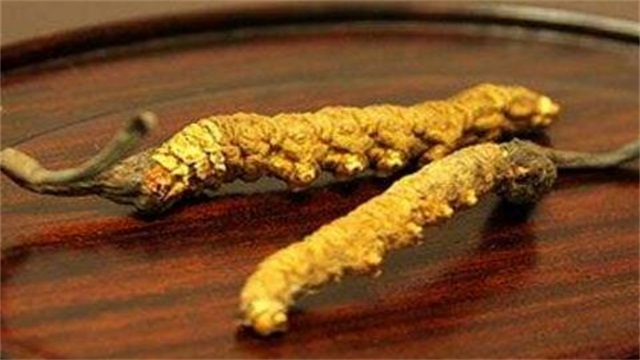 一根虫草多少钱 一根虫草多少钱