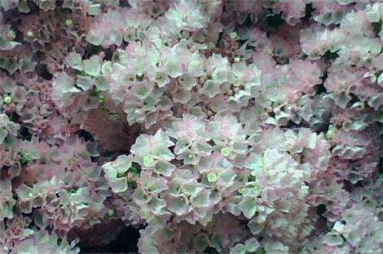 白色勿忘我的花语 白色勿忘我的花语