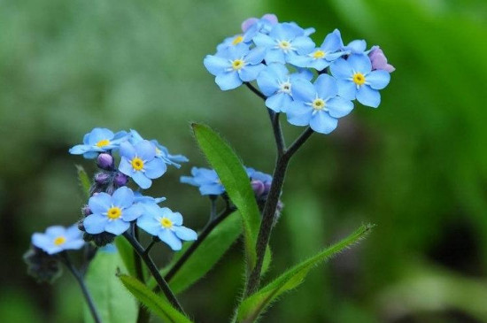 勿忘我花怎么养 勿忘我花怎么养