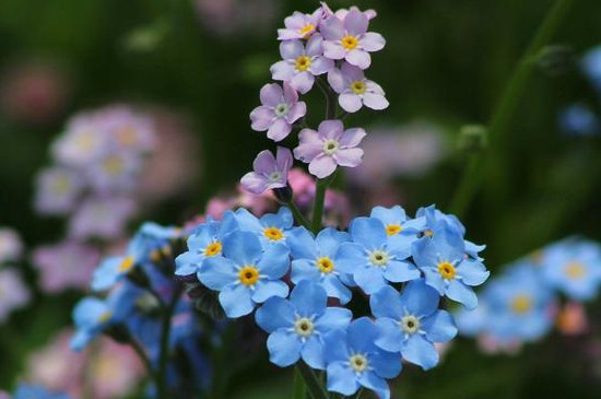 勿忘我花怎么养 勿忘我花怎么养
