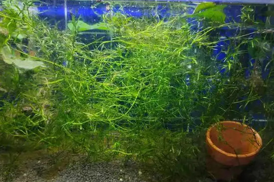 竹节草水草的养殖方法 竹节草水草的养殖方法