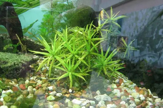 竹节草水草的养殖方法 竹节草水草的养殖方法