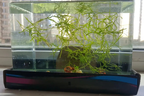 竹节草水草的养殖方法 竹节草水草的养殖方法