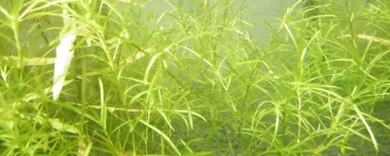 竹节草水草的养殖方法 竹节草水草的养殖方法