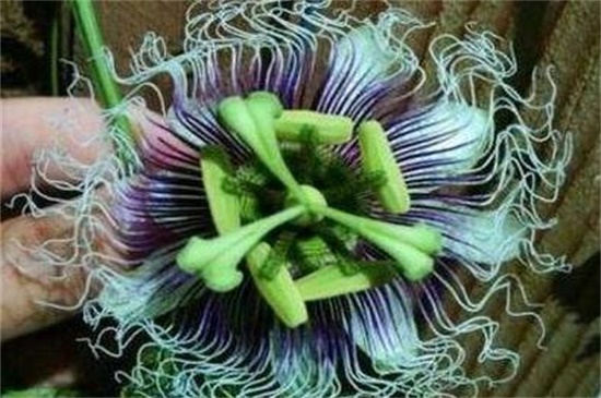 依米花在什么季节开放,每隔5~7年春季开花 依米花在什么季节开放,每隔5~7年春季开花