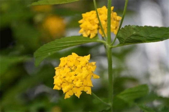 依米花在什么季节开放,每隔5~7年春季开花 依米花在什么季节开放,每隔5~7年春季开花