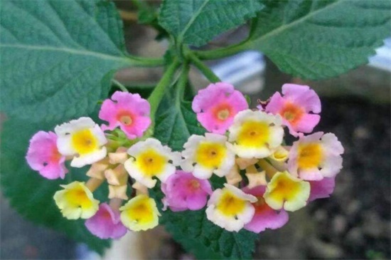 依米花在什么季节开放,每隔5~7年春季开花 依米花在什么季节开放,每隔5~7年春季开花