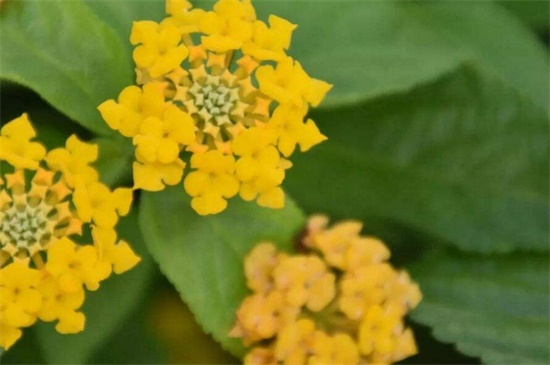 依米花在什么季节开放,每隔5~7年春季开花 依米花在什么季节开放,每隔5~7年春季开花