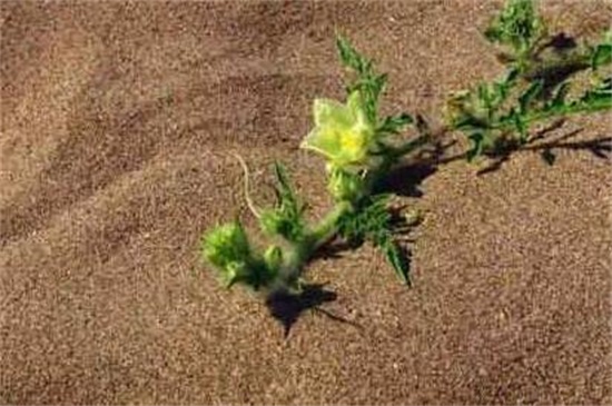 依米花在什么季节开放,每隔5~7年春季开花 依米花在什么季节开放,每隔5~7年春季开花