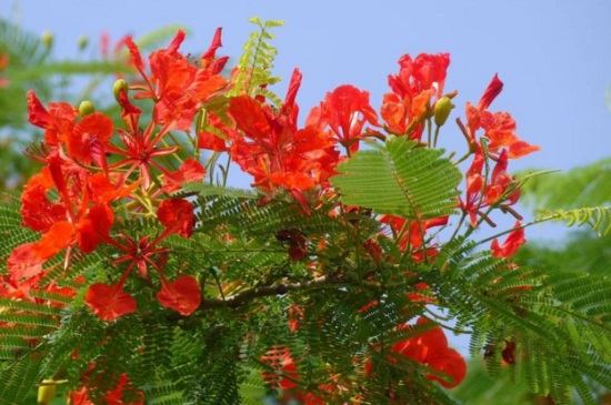 金凤花的花语和文化,寓意逃亡以及智慧 金凤花的花语和文化,寓意逃亡以及智慧