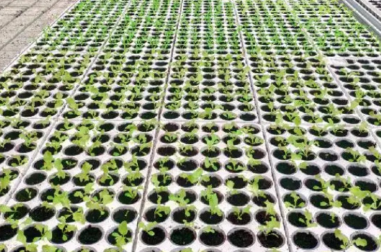 金茶花北方能种植吗 金茶花北方能种植吗